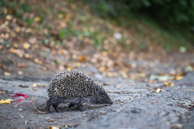 马特塔的非 马特塔的非