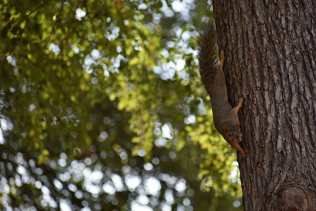 成为绝对主 成为绝对主